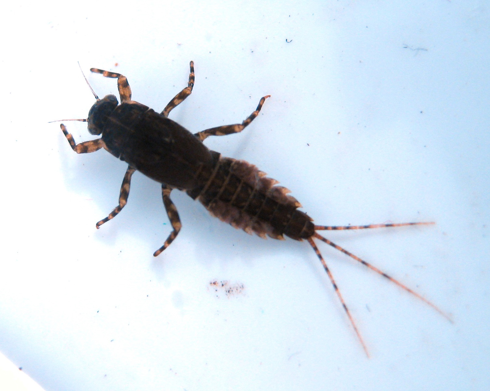 WA Mayfly Descriptions